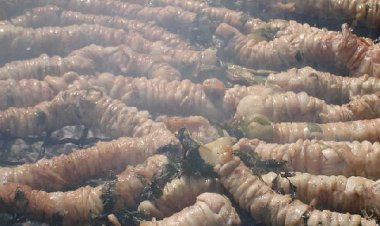 Primo maggio: stigghiole o stadio?