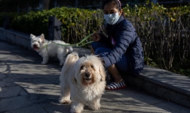 Coronavirus, Cina: cani e gatti non potranno più essere mangiati