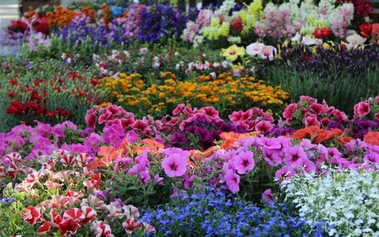 Coronavirus Palermo, consentita vendita piante e fiori